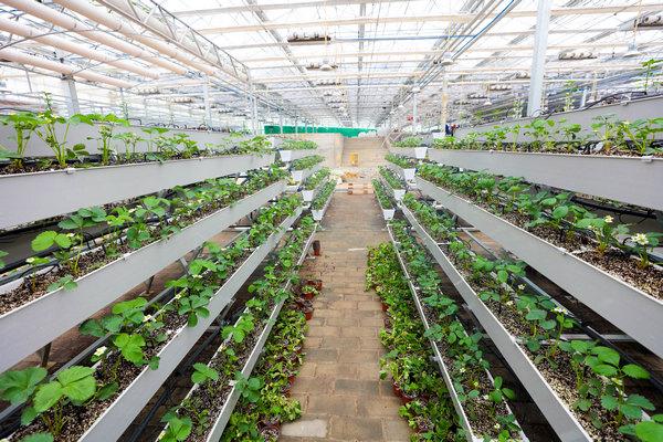 七星关区搭建蔬菜产供销体系促进农业增效农民增收