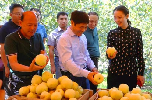 科学家,全国梨产业协作组组长,南京农业大学果树所所长张绍铃的带领下
